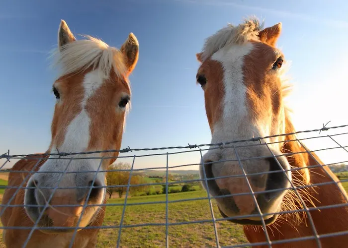 Feriepark Roompot Schin Op Geul